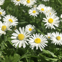 Chamomile