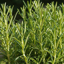 Rosemary